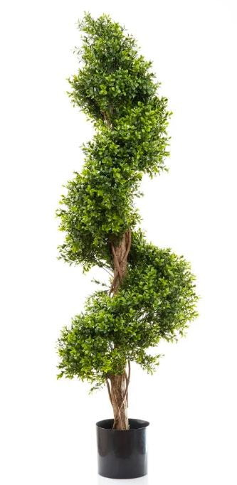 Boxwood Spiral Tree 1.4 Meter