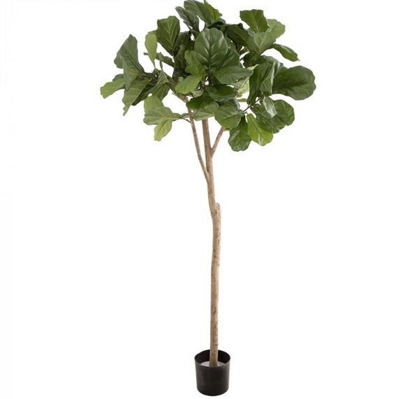 Fiddle Leaf Tree 2 Meters