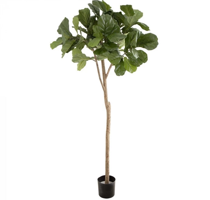 Fiddle Leaf Tree 2 Meters