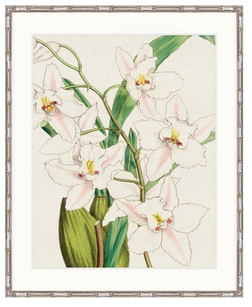 Orchid Beauty VI