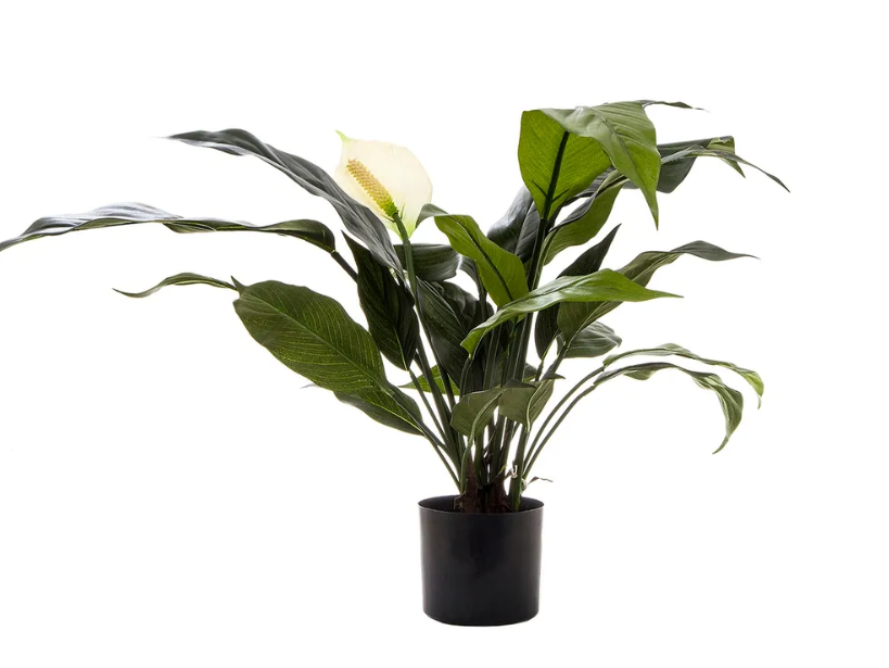Spathiphyllum Lily White 53cm