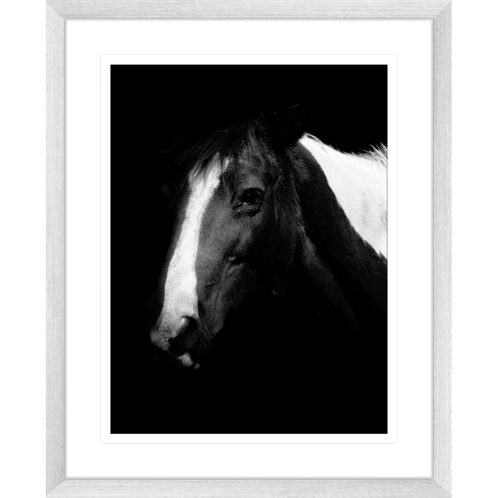 Austin Horses #06