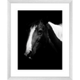 Austin Horses #06