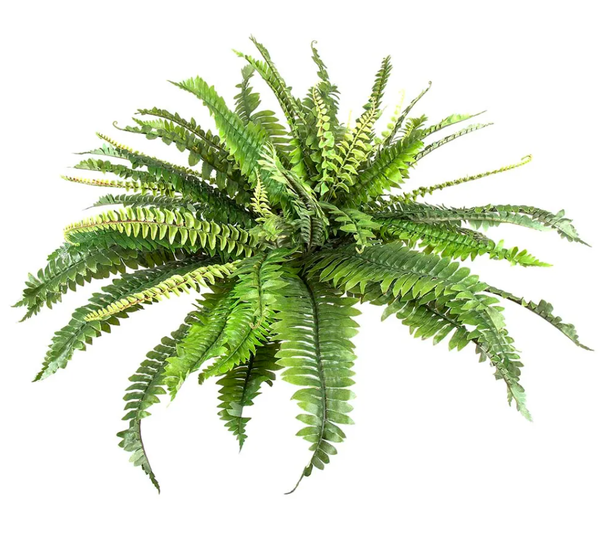 Boston Fern 45cm