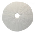 White Poly Sea Urchin Coral