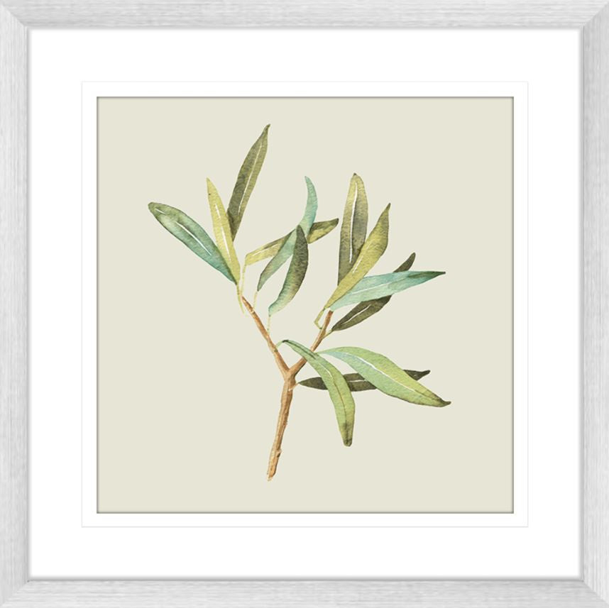 Olive Grove 04