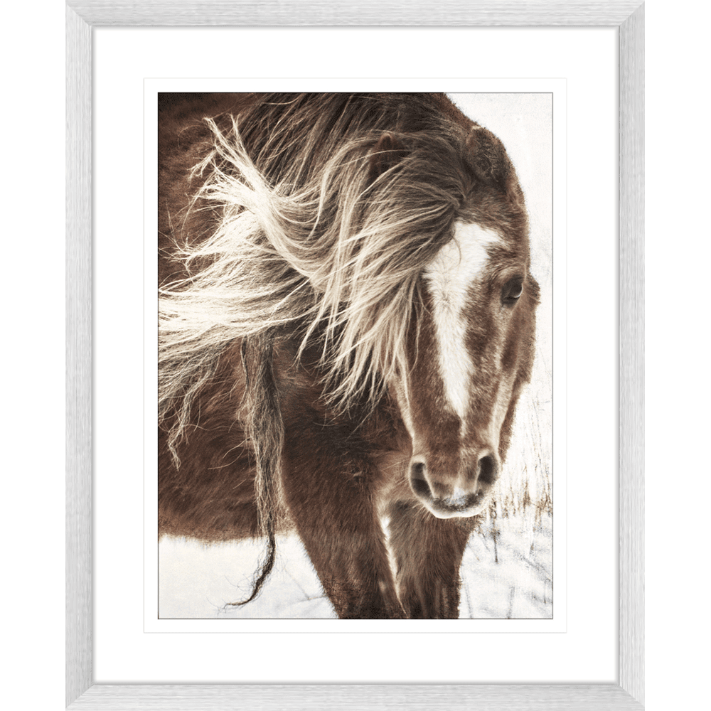 Austin Horses #15