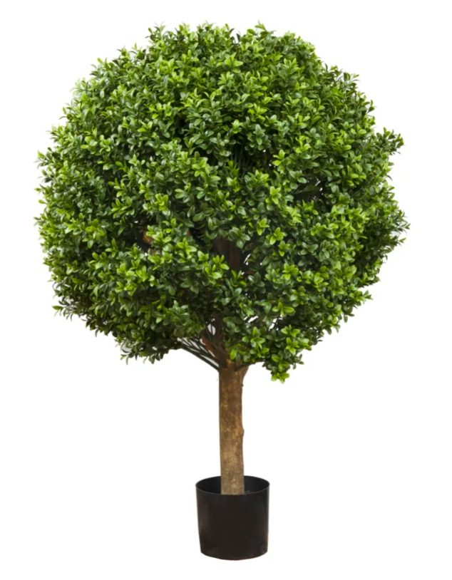 Boxwood Ball Tree 75cm
