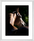 Austin Horses #11