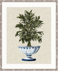 Ornate Palm III