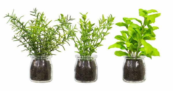 Herbs in Glass Bottle Asstd.