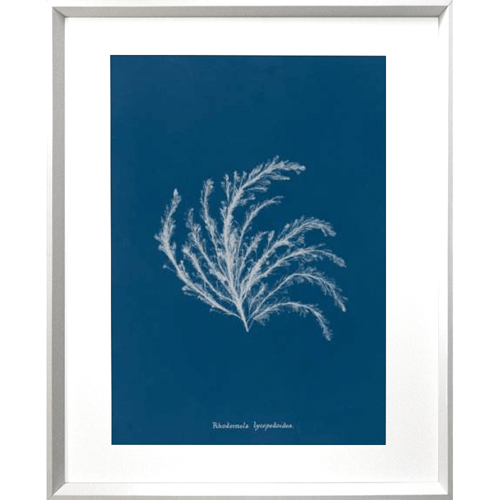 Whitehaven 01 Print