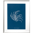 Whitehaven 01 Print