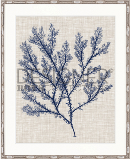 Delicate Seaweed I