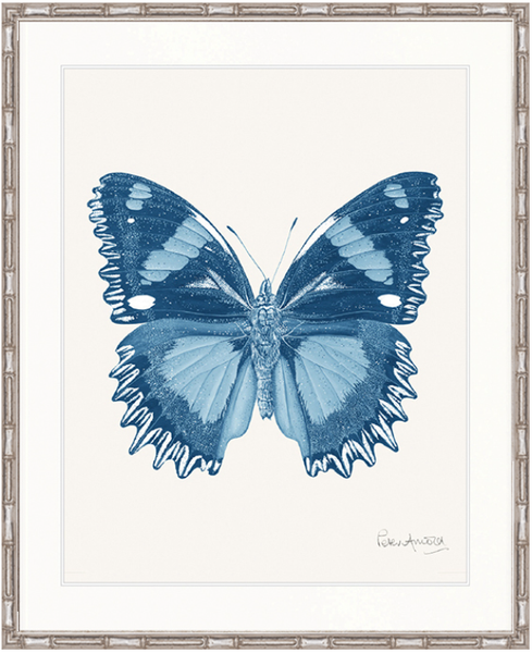 Fanciful Butterfly III