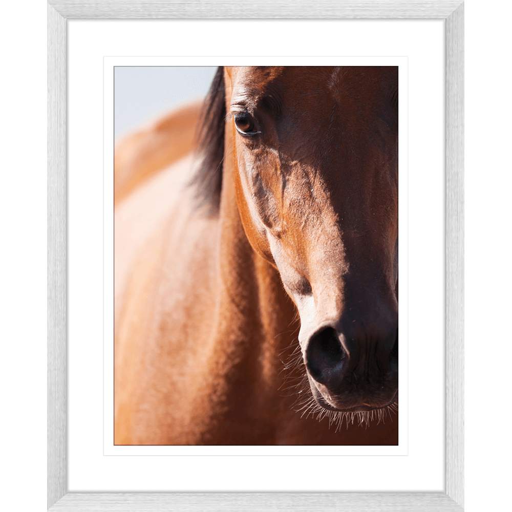 Austin Horses #13