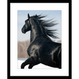 Austin Horses #03