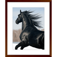 Austin Horses #03