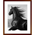 Austin Horses #04