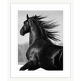 Austin Horses #04
