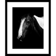 Austin Horses #06