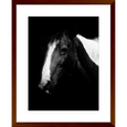 Austin Horses #06