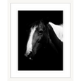 Austin Horses #06