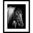 Austin Horses #07