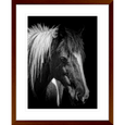 Austin Horses #07