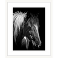 Austin Horses #07