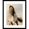 Austin Horses #09
