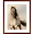 Austin Horses #09