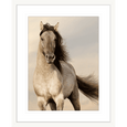 Austin Horses #09