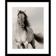Austin Horses #10