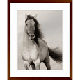 Austin Horses #10
