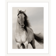 Austin Horses #10