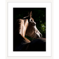 Austin Horses #11