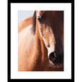 Austin Horses #13