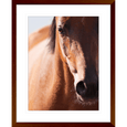 Austin Horses #13