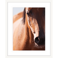 Austin Horses #13