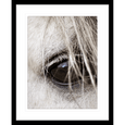 Austin Horses #16