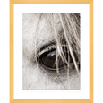 Austin Horses #16