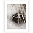 Austin Horses #16