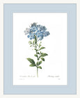 Botanical #01 Print with Blue Mat