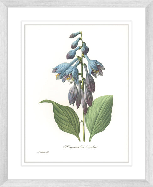 Botanical #02 Print