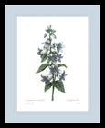 Botanical #04 Print with Blue Mat