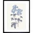 Bluebell #01 Print