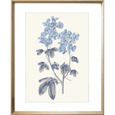Bluebell #01 Print