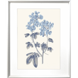 Bluebell #01 Print