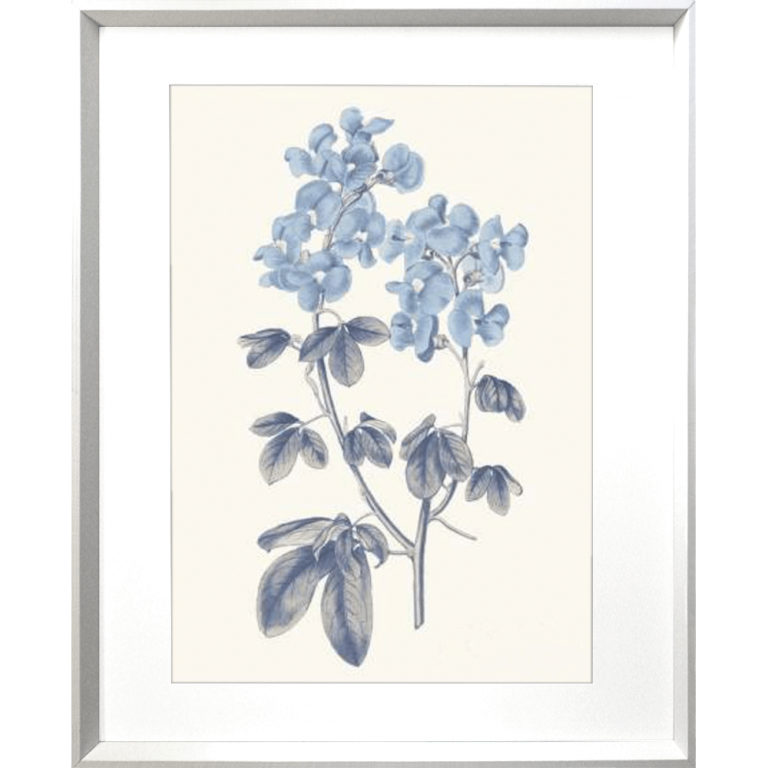 Bluebell #01 Print